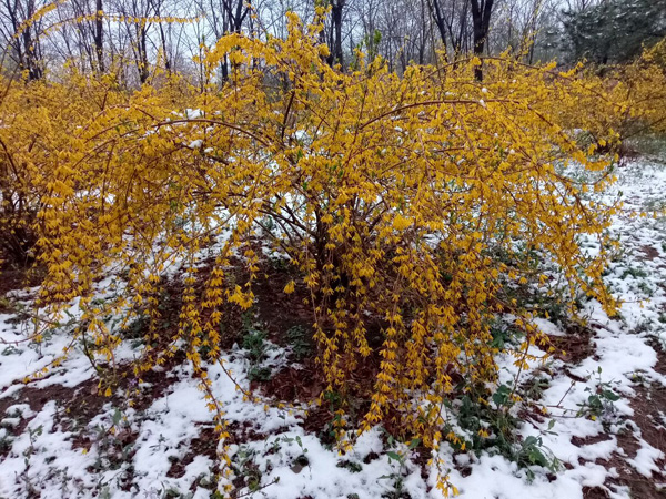 清明時分雨雪加，海棠公園看繁花