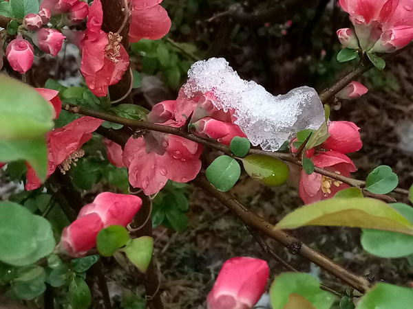 清明時分雨雪加，海棠公園看繁花