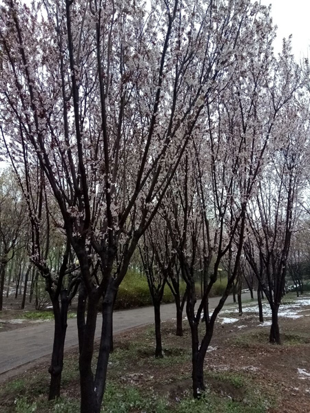 清明時分雨雪加，海棠公園看繁花