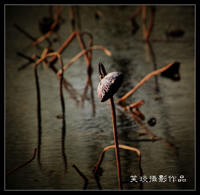 枯荷猶有高節在——笑琰攝影作品