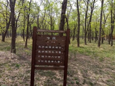 走進“孤島”系列報道之以槐為媒，大報大刊共赴“孤島”共話