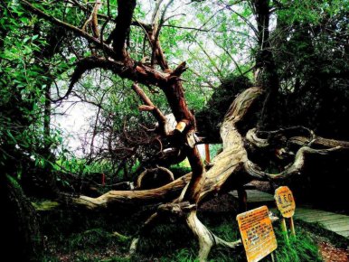 笑琰攝影:天山神木園(新疆阿克蘇地區溫宿)