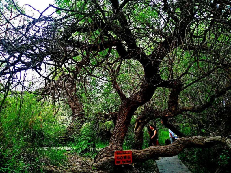 笑琰攝影:天山神木園(新疆阿克蘇地區溫宿)