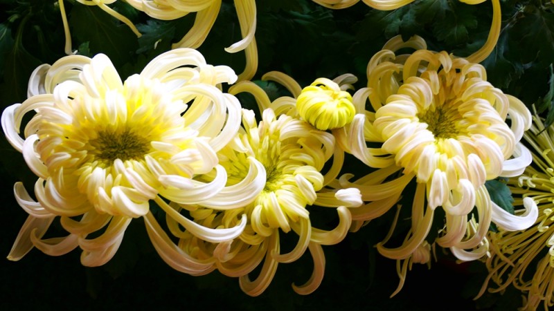 攝影:大美秋菊——平谷·西柏店菊花美食文化節的菊花