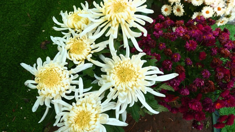 攝影:大美秋菊——平谷·西柏店菊花美食文化節的菊花