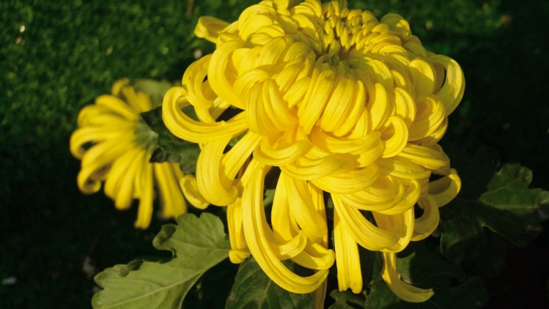 攝影:大美秋菊——平谷·西柏店菊花美食文化節的菊花