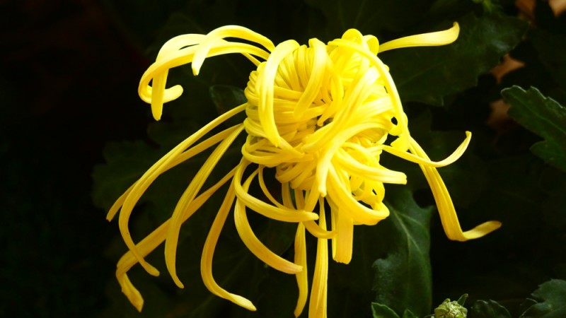 攝影:大美秋菊——平谷·西柏店菊花美食文化節的菊花