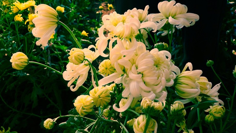 攝影:大美秋菊——平谷·西柏店菊花美食文化節的菊花
