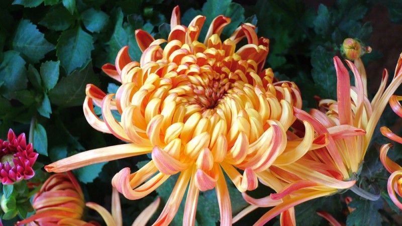 攝影:大美秋菊——平谷·西柏店菊花美食文化節的菊花