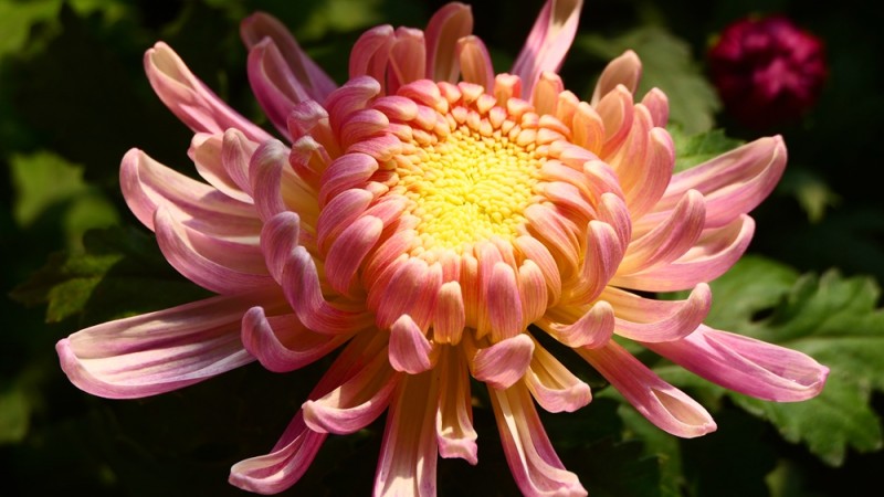 攝影:大美秋菊——平谷·西柏店菊花美食文化節的菊花