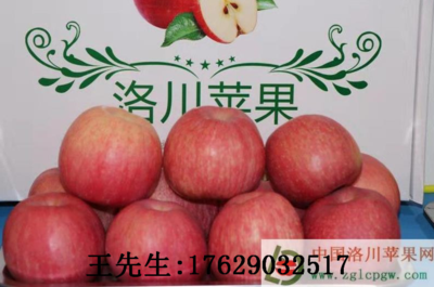 為啥說迎賓果（洛川蘋果）好吃，請看這里