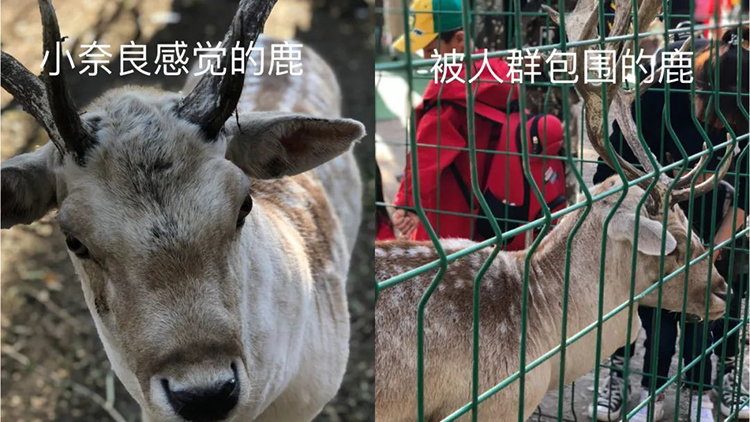 四川“小瑞士”，余杭“小巴黎”：人們?yōu)槭裁聪矚g制造“小”景點(diǎn)？