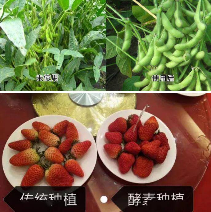 島本酵素，酵素農業發起人，打造農業生態健康發展新模式