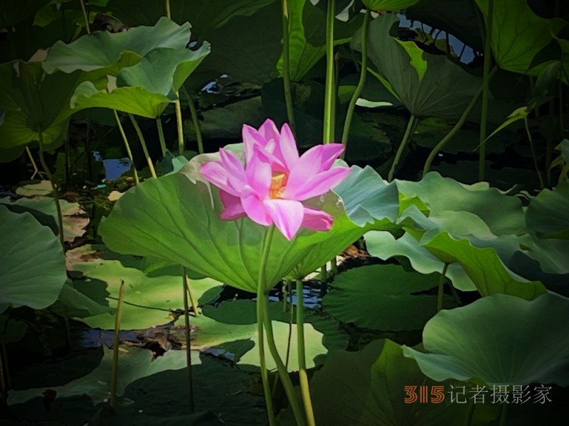 仁證(彭小利) 郭文若王師偉?蔣衛平蘇嘉文2023正念杯攝影獲獎作品選登
