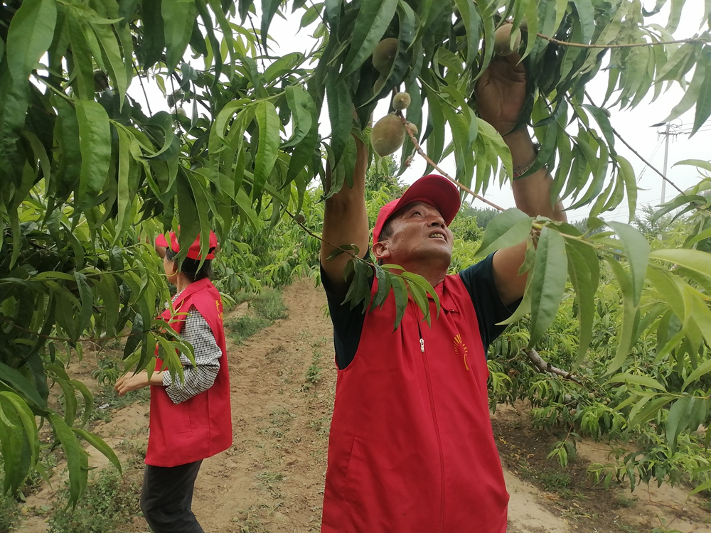 德州保店鎮：志愿紅助力黃桃基地疏果 共繪鄉村振興新圖景